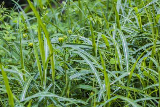 荒野游侠 第4页