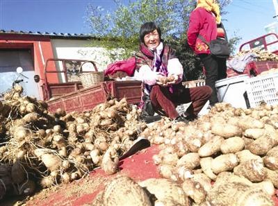 青岛芋头最新价格动态与市场分析概述