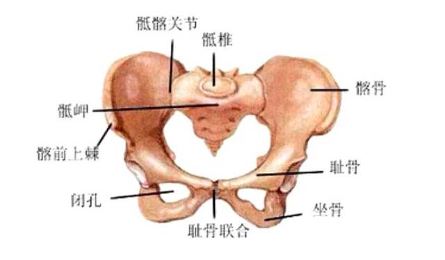 耻骨问题在线解答，专业医生为您解答疑虑