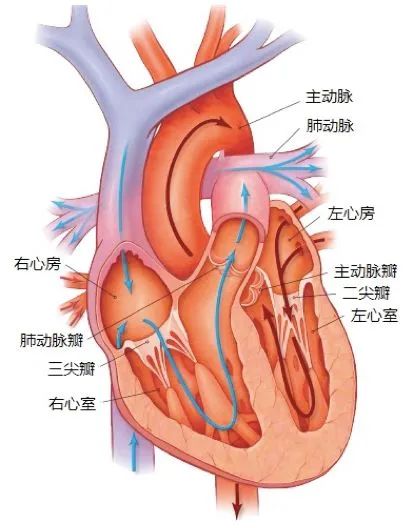 心脏换瓣膜最新技术，重塑生命韵律的奇迹