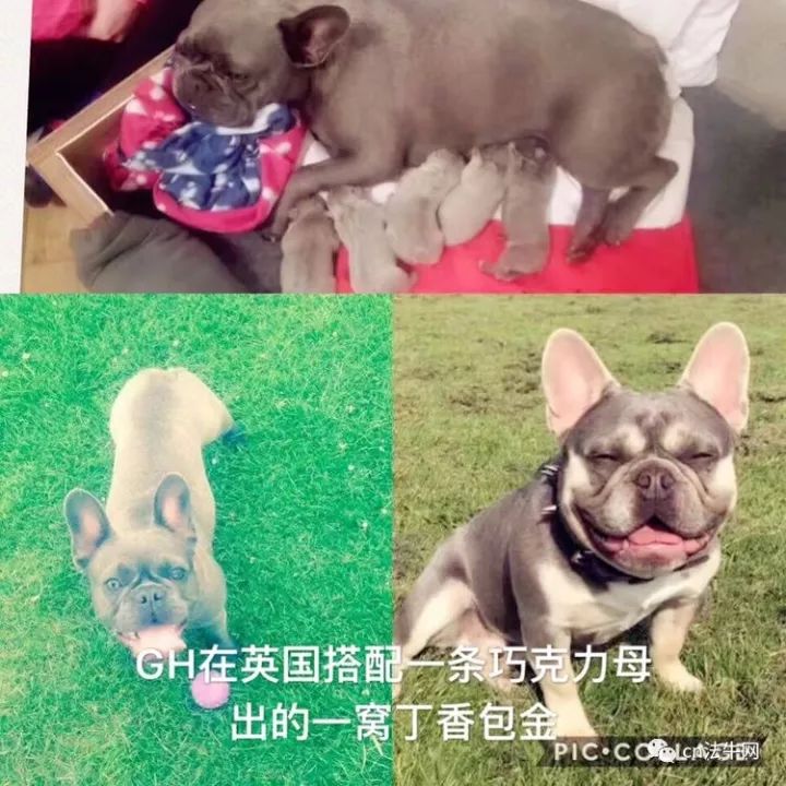 光辉犬舍最新种公介绍与展示